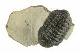 Austerops Trilobite - Visible Eye Facets #249931-2